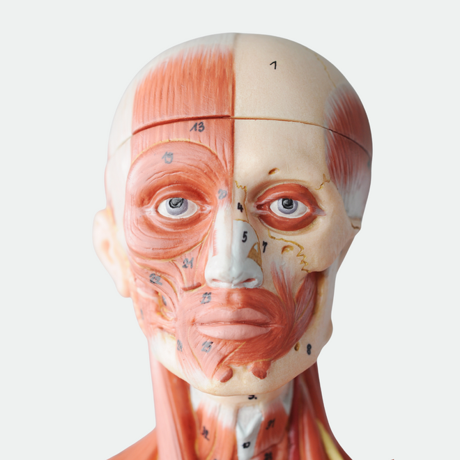 Coming Soon! Facial Anatomy for Aesthetic Professionals – Online Course – $75.00